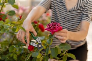 A gardener pruning a rose bush.